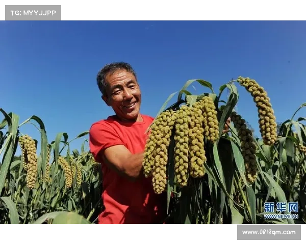 高地红石榴的成功秘诀探索:如何打造丰收的农业奇迹 高地红石榴的成功秘诀探索:如何打造丰收的农业奇迹
